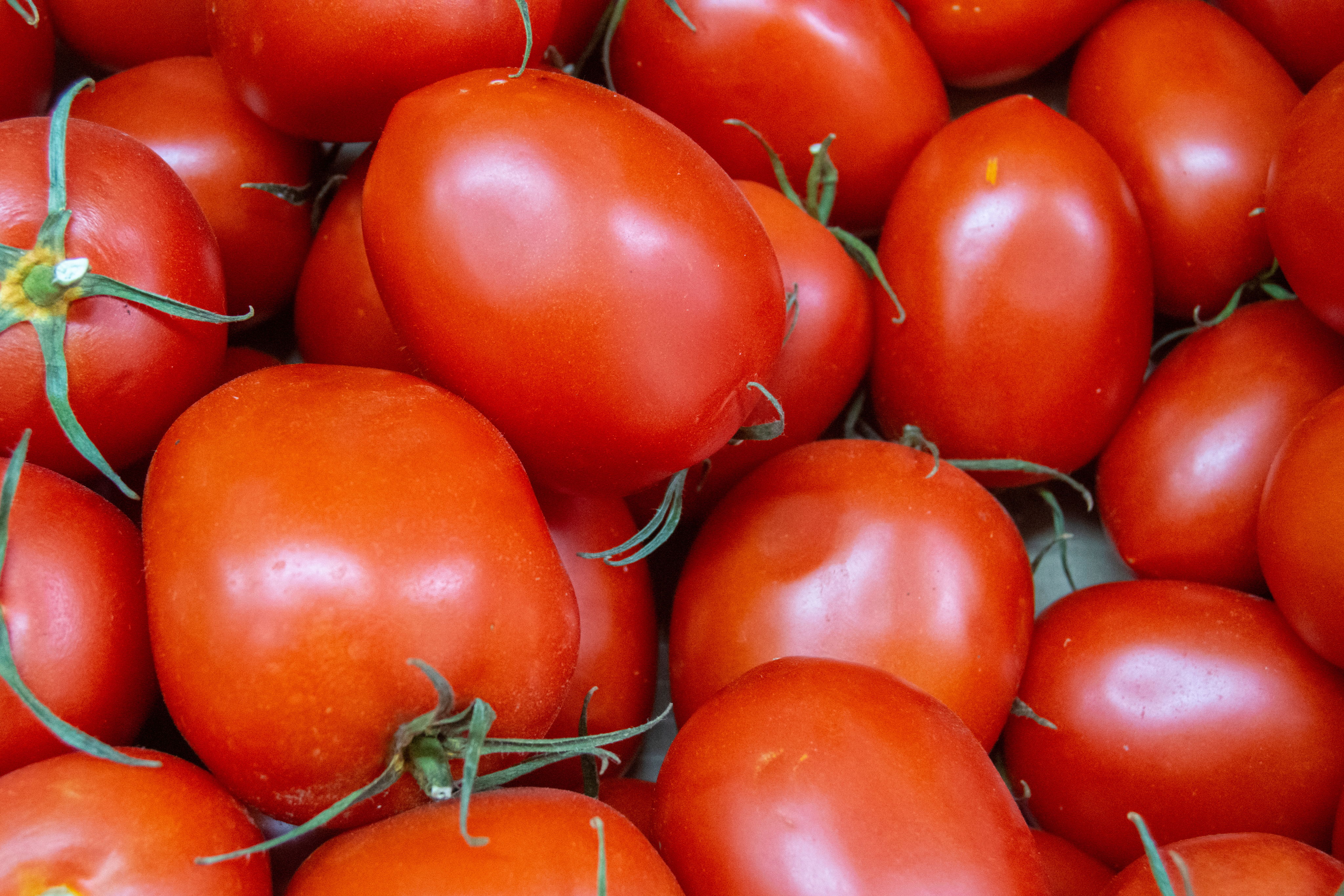 Tomates