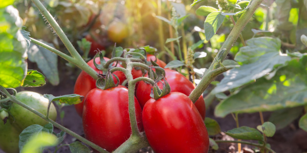 Lorem ipsum dolor sit amet consectetur. 