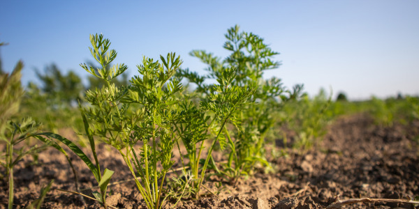 Lorem ipsum dolor sit amet consectetur. 